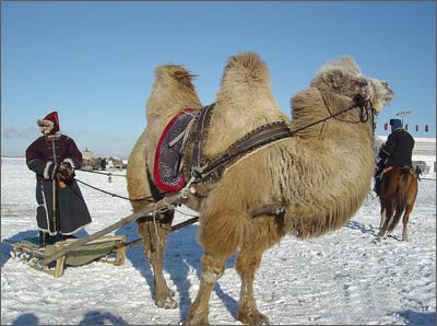 包含科索沃上演奇迹战胜科威特，晋级梦破的词条